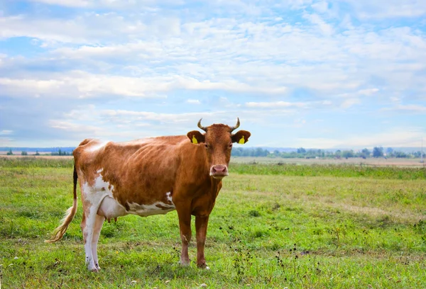 Красная корова на лугу — стоковое фото