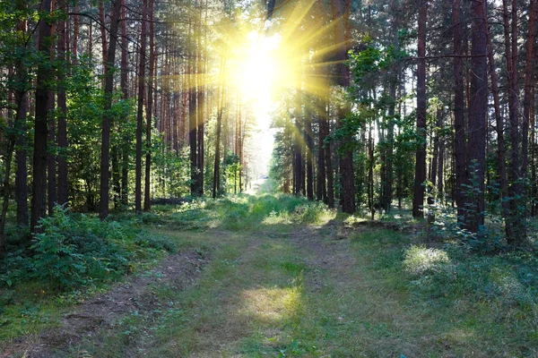 Схід сонця в чарівний ліс — стокове фото