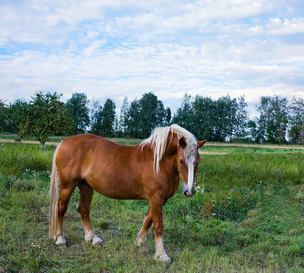 Cavallo marrone sul prato — Foto Stock