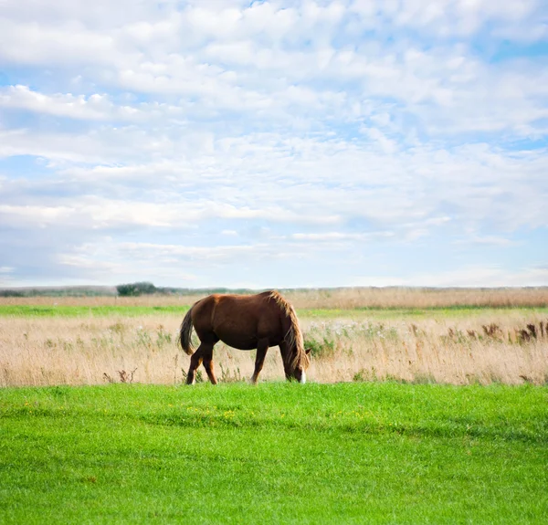Кінь на лузі, літо, блакитне небо — стокове фото
