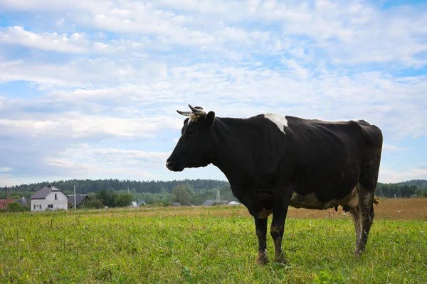 Cow on meadow — Stock Photo, Image