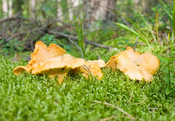 Chanterelles mushrooms, moss — Stock Photo, Image