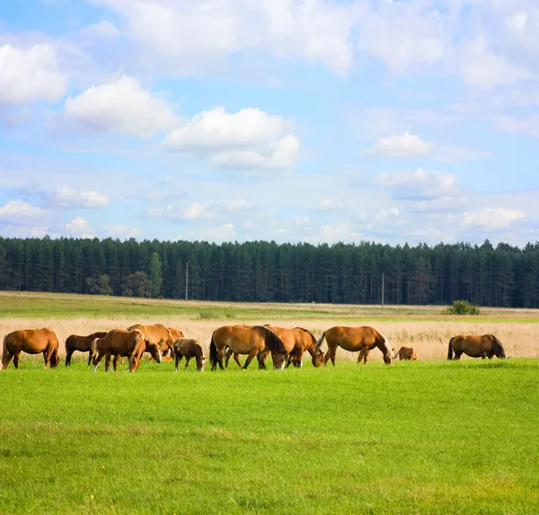 Konie, łąka, lato niebieski niebo — Zdjęcie stockowe