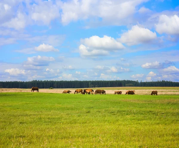 Koně na louce, v létě, modrá obloha — Stock fotografie