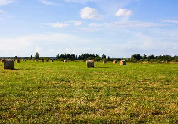 Rolos de feno, campo — Fotografia de Stock