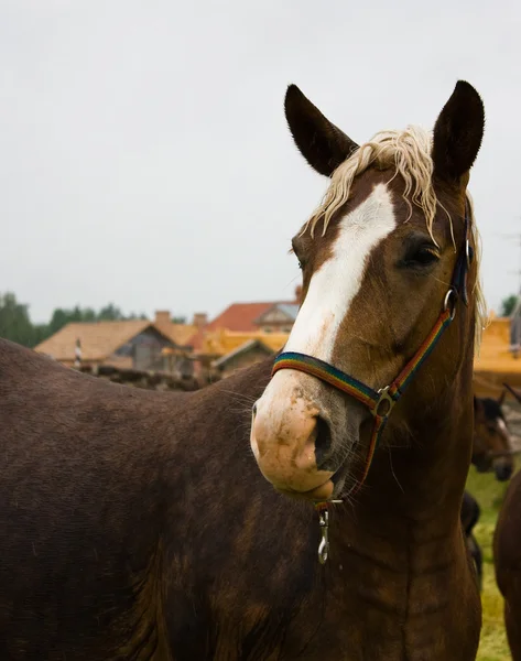 Cavallo giorno di pioggia — Foto Stock