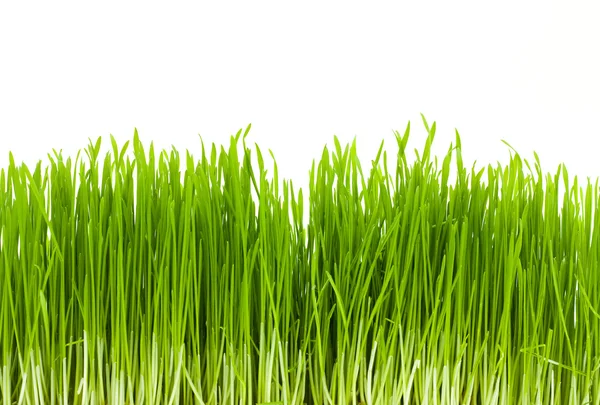 Trawy, na białym tle — Zdjęcie stockowe
