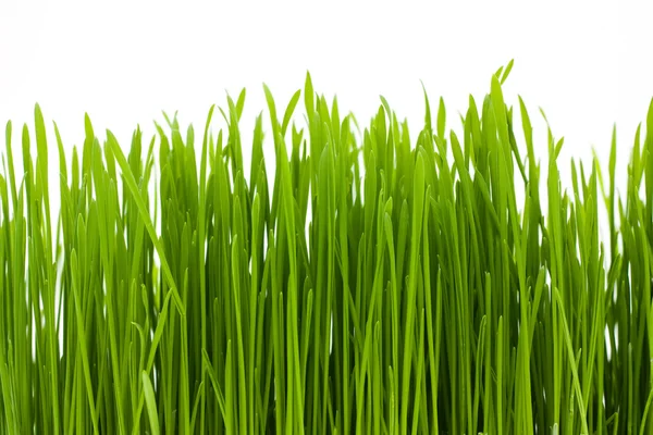 Gras, isoliert, Makro — Stockfoto