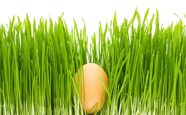 Ägg gräs isolerade — Stockfoto