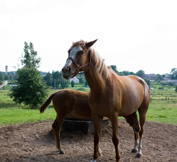 Pferd mit Fohlen — Stockfoto