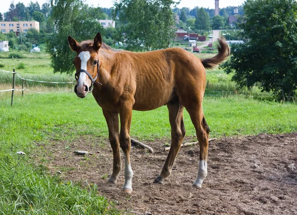 Fiatal lovak — Stock Fotó