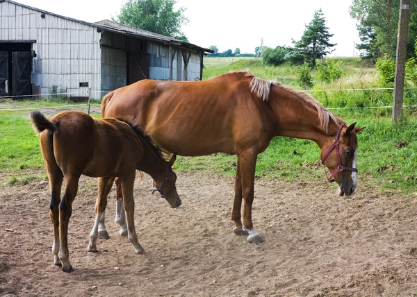Cavalo e potro na fazenda — Fotografia de Stock