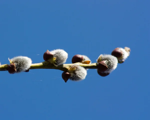 Påsk willow — Stockfoto
