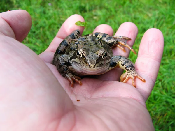 Frog on hand — Stock Photo, Image