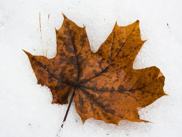 stock image Yellow leaves, snow