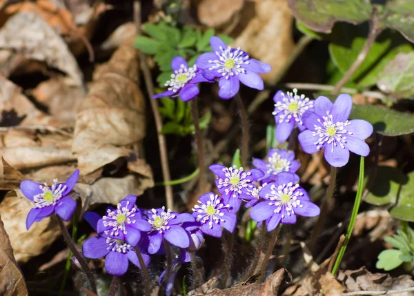 Flores azules de primavera —  Fotos de Stock