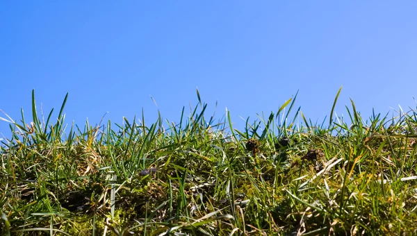 Gräs på en bakgrund av himlen — Stockfoto