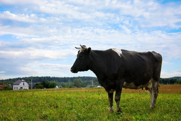 Çayır üzerinde inek — Stok fotoğraf