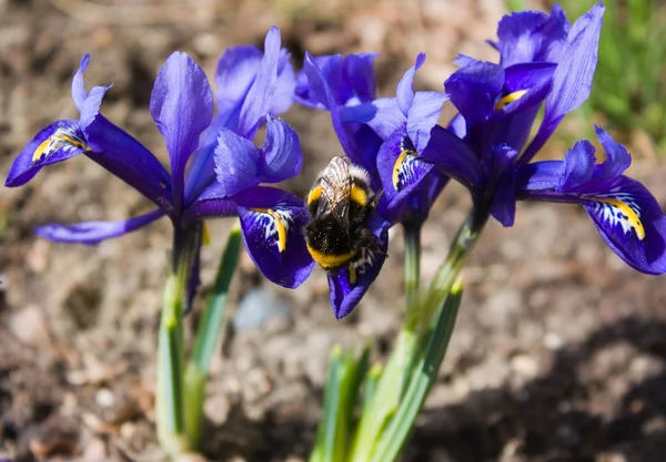 El abejorro sobre la flor, la primavera —  Fotos de Stock