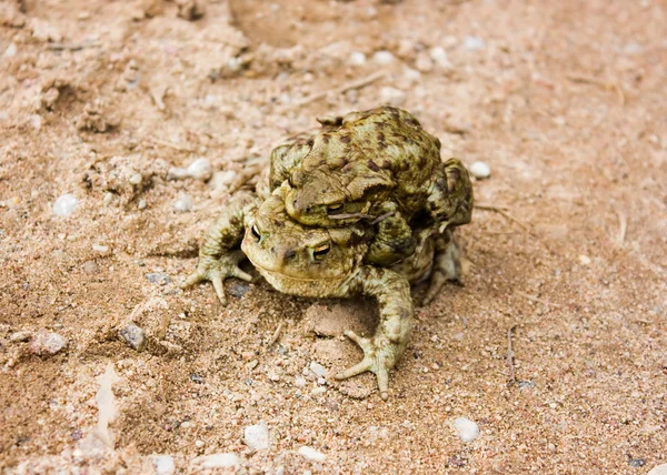 Frog to frog — Stock Photo, Image