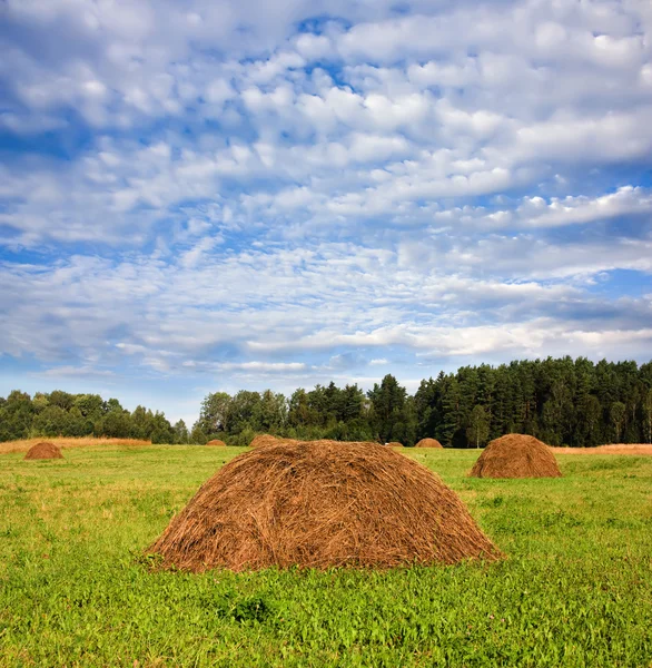 Hay in a field, a blue cloudy sky — Stock Photo, Image