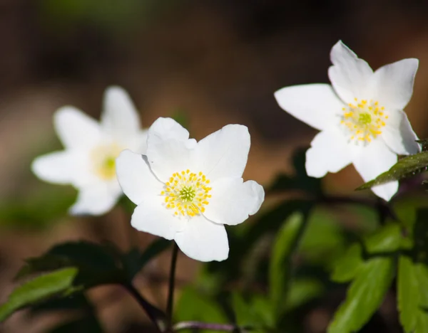 Bílé květy, jaro — Stock fotografie