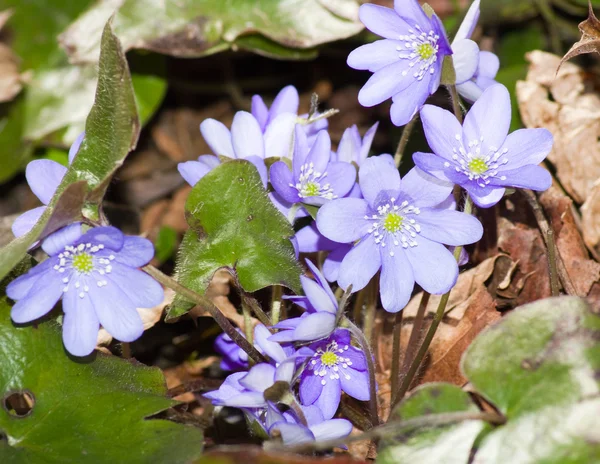 Début printemps fleurs bleues — Photo