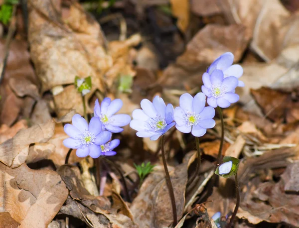 Tidigt på våren blå blommor — Stockfoto
