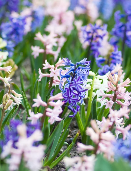 Flores de jacinto — Foto de Stock