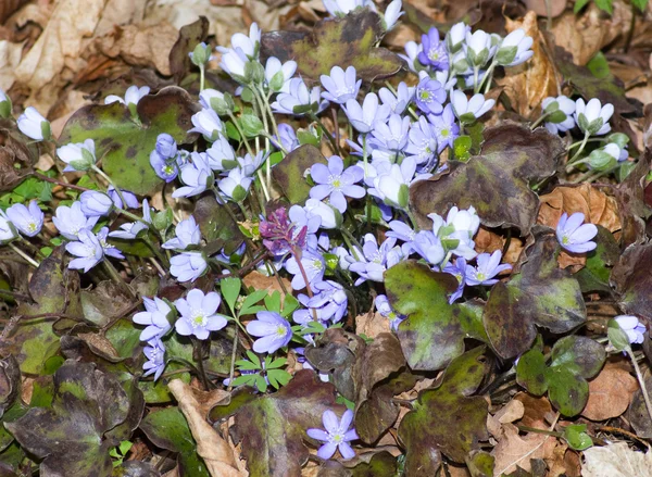 Πρώιμη άνοιξη μπλε λουλούδια — Φωτογραφία Αρχείου