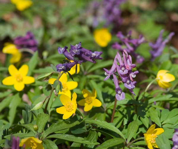 Purple and yellow flowers, spring — Stock Photo, Image
