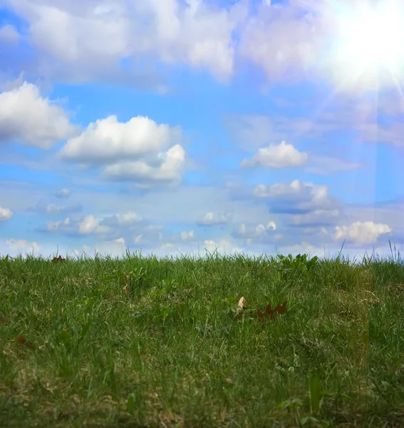 Mavi gökyüzü, summe bir arka plan üzerinde çim — Stok fotoğraf