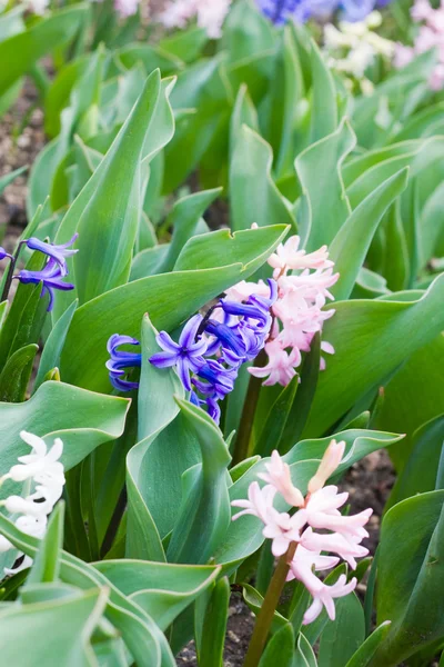 Hyacint blommor — Stockfoto