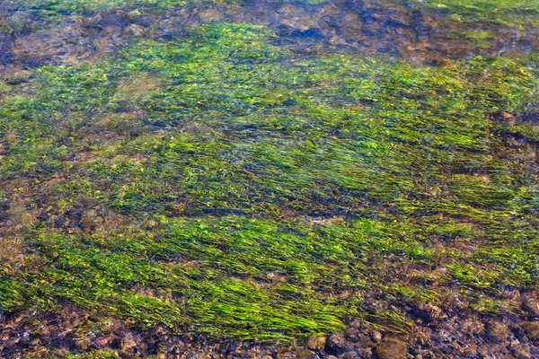 Algas en el río, un fondo abstracto — Foto de Stock