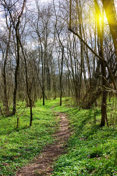 Trail in Spring Park — Stock Photo, Image