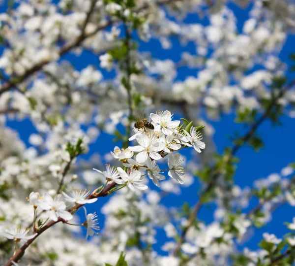 Elma ağacı çiçekleri — Stok fotoğraf