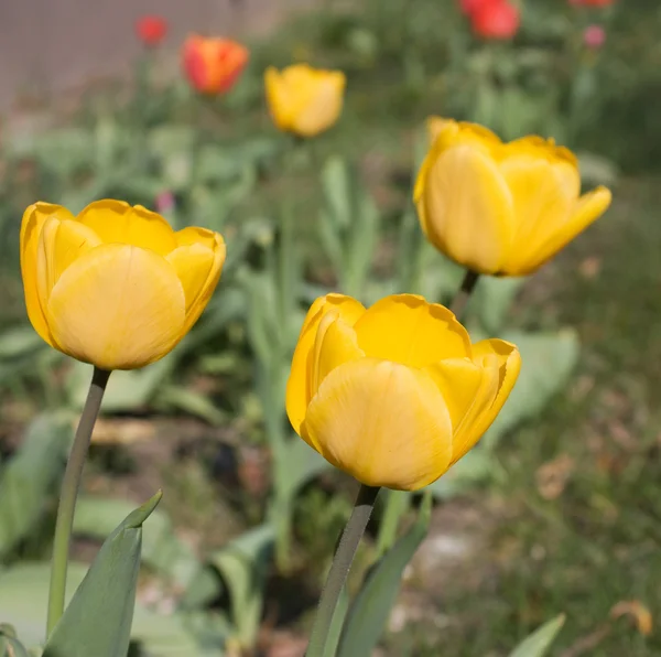 Tulip — Stok Foto