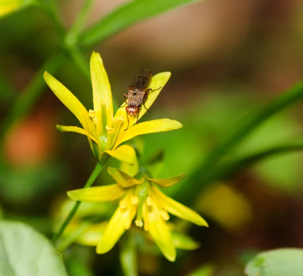 Flyga på gul blomma — Stockfoto