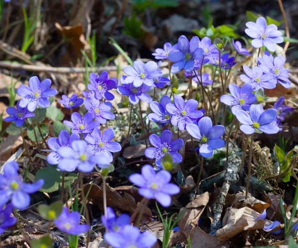 Blue spring flowers — Stock Photo, Image
