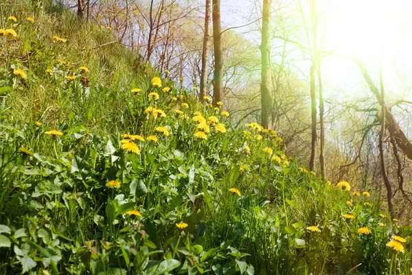 Одуванчик, зеленая трава, весна — стоковое фото