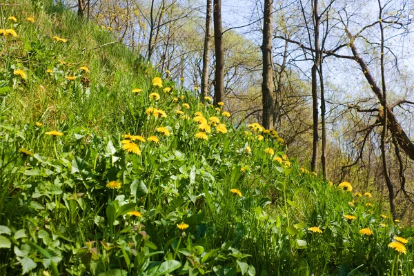 Dandelion, green grass, spring — Stock Photo, Image
