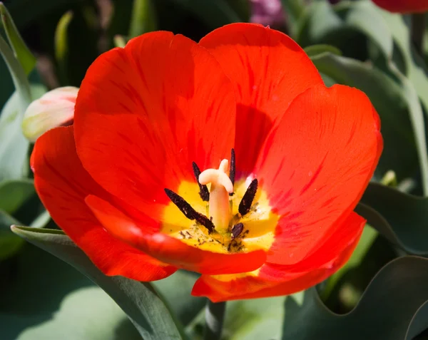 Красный тюльпан, макрос — стоковое фото
