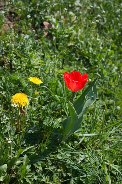 Red tulip, dandelion — Stock Photo, Image