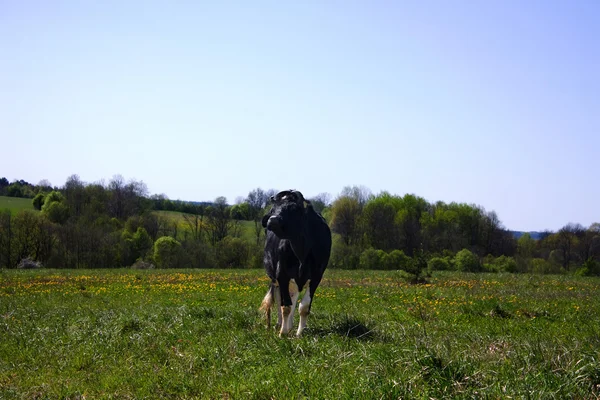Весна, корова на лугу — стоковое фото