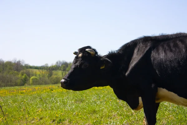 Wiosna, krowa na łące — Zdjęcie stockowe