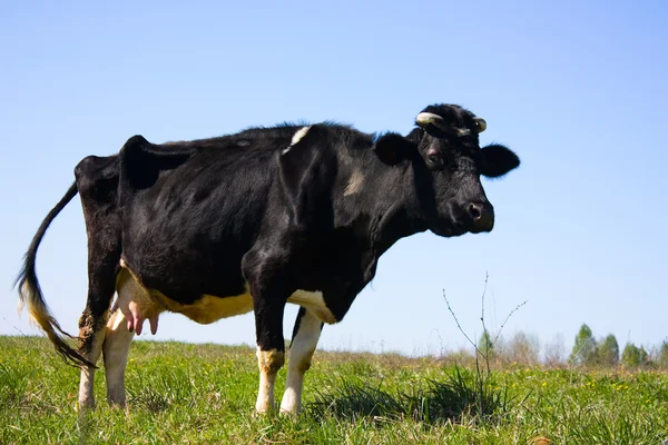 春天，一头母牛在草地上 — 图库照片
