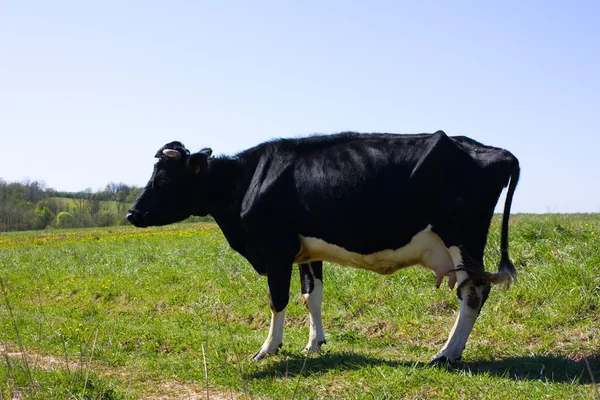 Jaro, kráva na louce — Stock fotografie