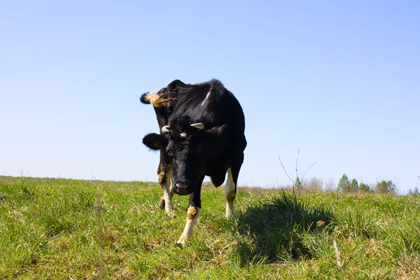Bahar, bir ineğin üzerinde çayır — Stok fotoğraf