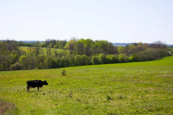 Frühling, eine Kuh auf der Weide — Stockfoto