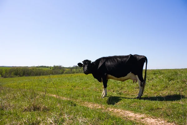 Primavera, una vaca en el prado — Foto de Stock